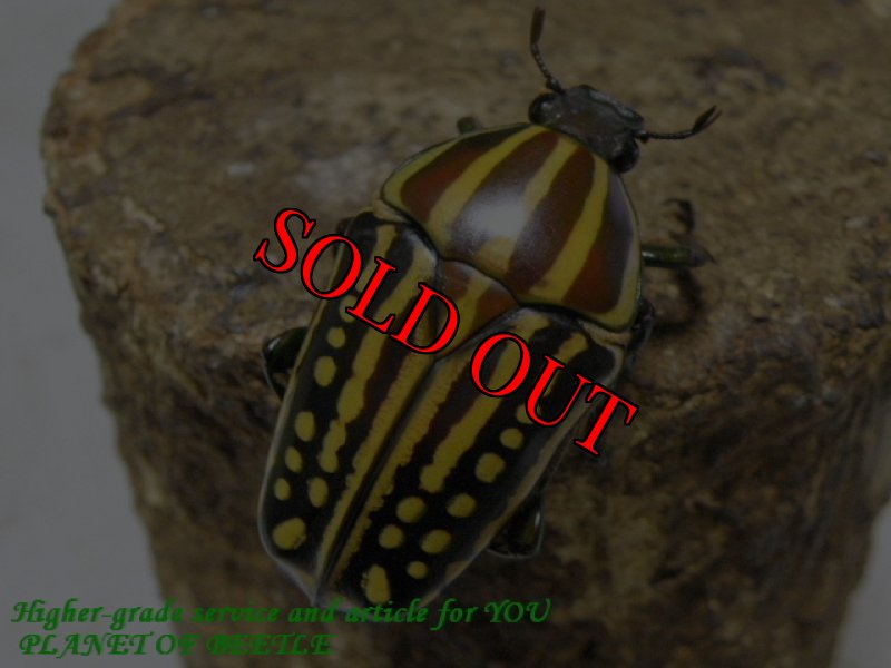 お届けする♀実物です。