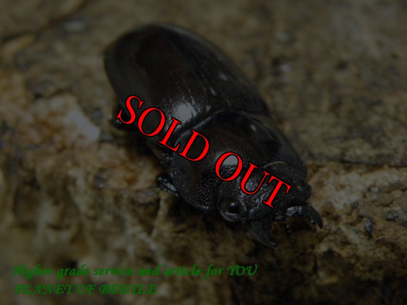 お届けする♀実物です。