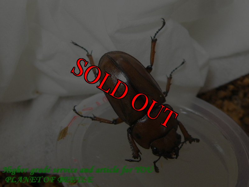 4/19撮影のお届けする♀実物です。