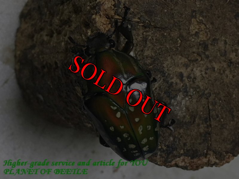 お届けする♀実物です。