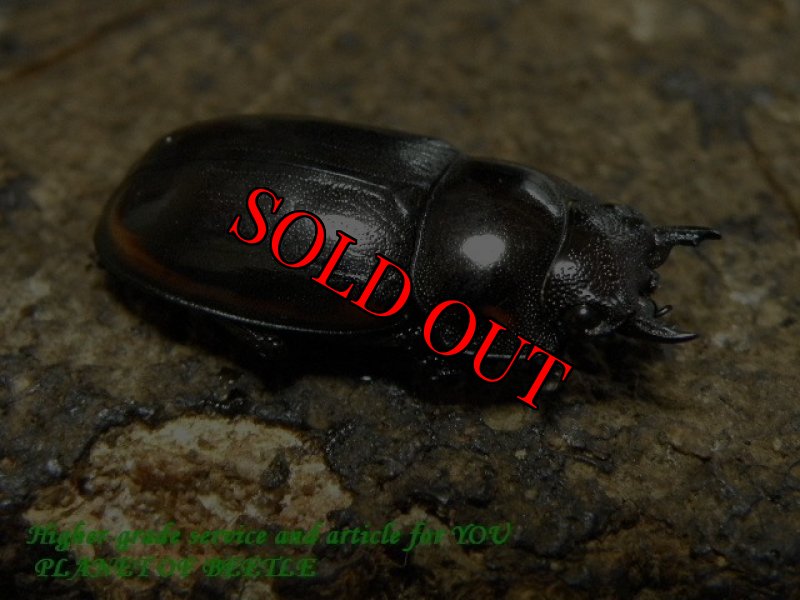 お届けする♀実物です。