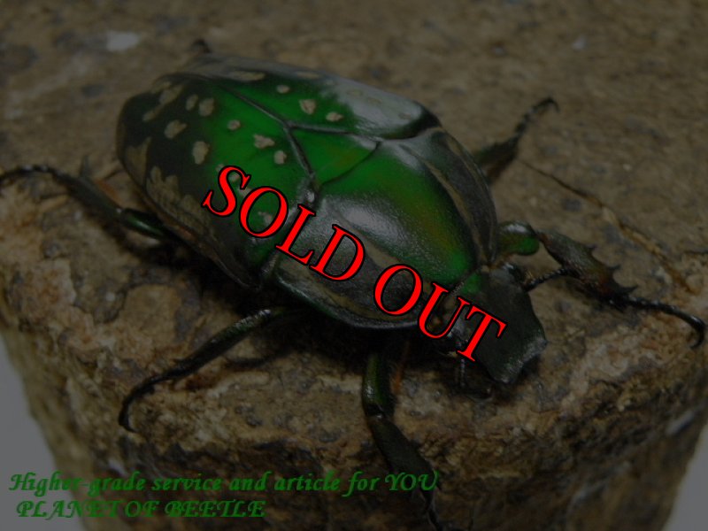 お届けする♀実物です。