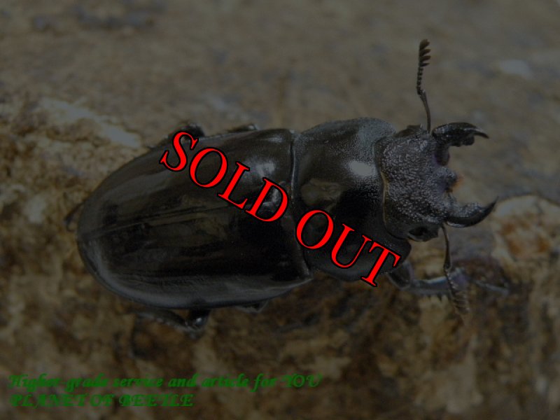 お届けする♀実物です。