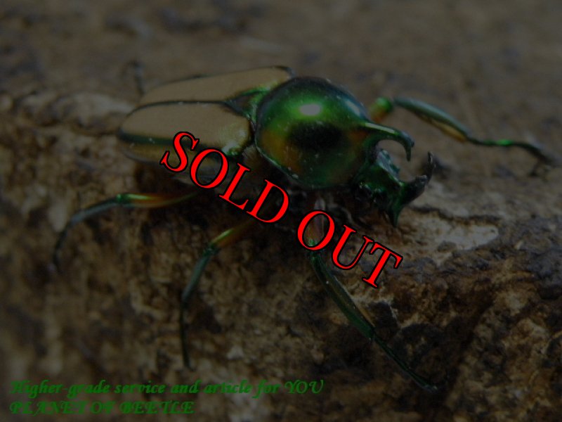 画像3: 6/18天然セブヒメカブトハナムグリ完品ペア (3)