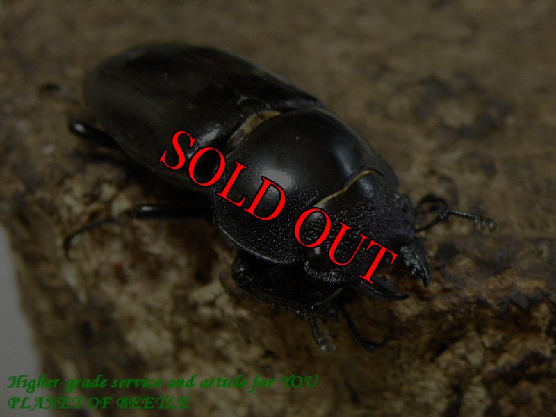 お届けする♀実物です。