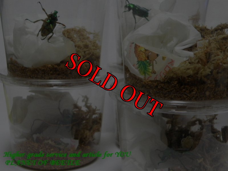 画像2: 6/18天然セブヒメカブトハナムグリ完品ペア (2)