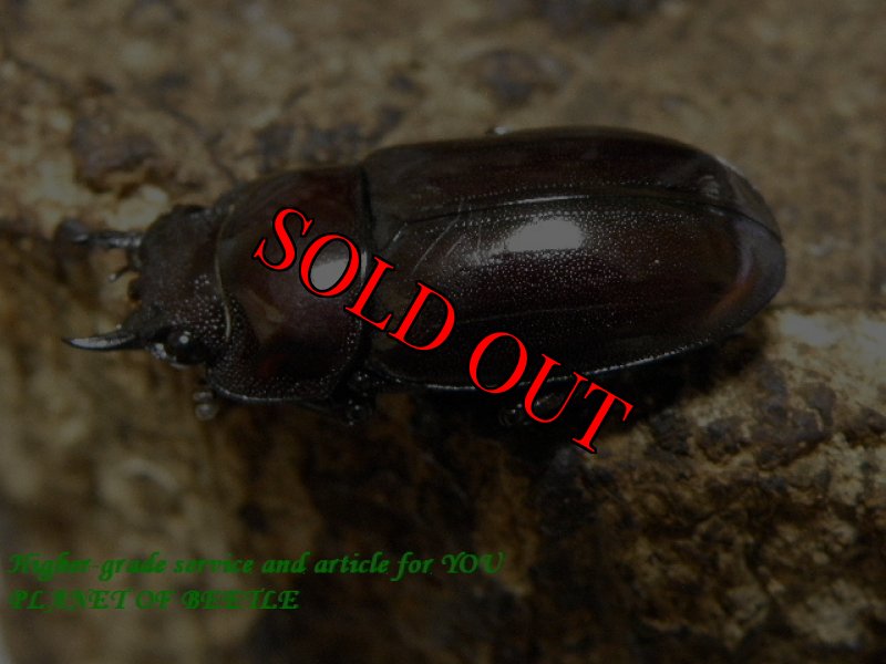 お届けする♀実物です。