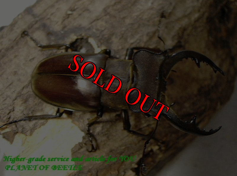 初入荷時のサガイン産♂68mmです。