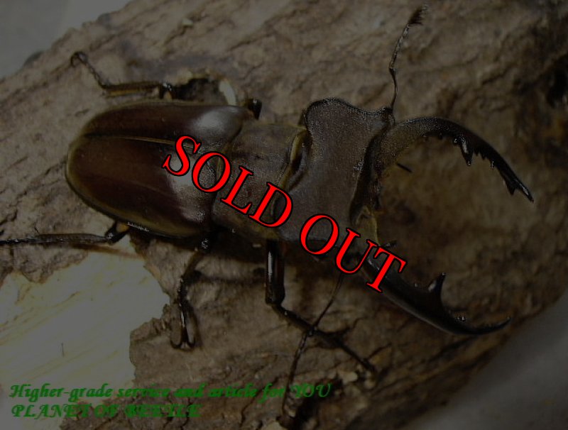 初入荷時のサガイン産♂68mmです。