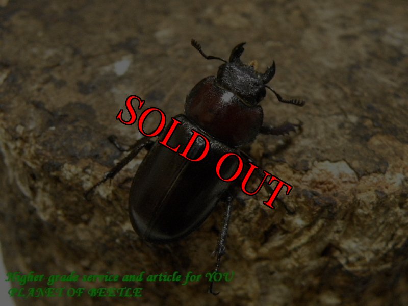 お届けする♀実物です。