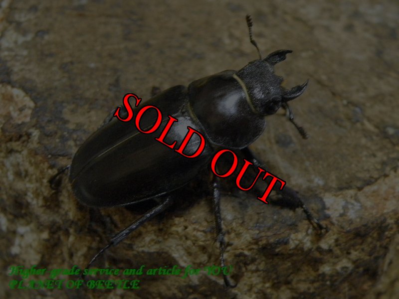 お届けする♀実物です。