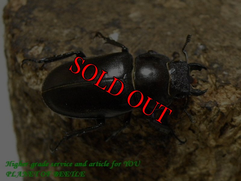 お届けする♀実物です。