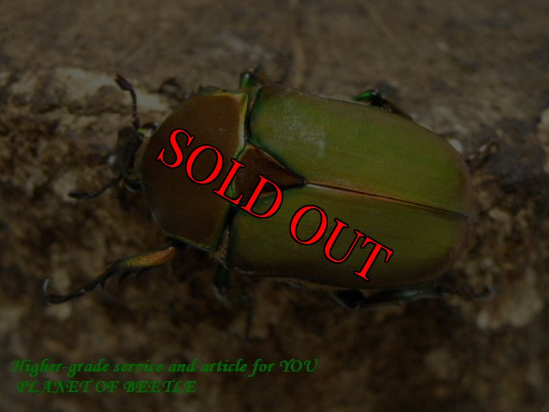 お届けする♀実物です。