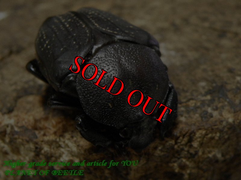 お届けする♀実物です。