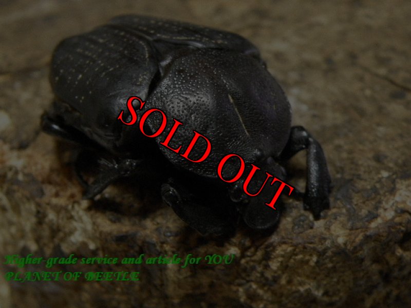 お届けする♀実物です。