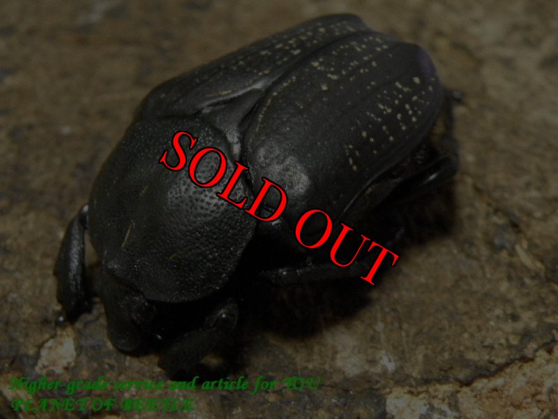 お届けする♀実物です。