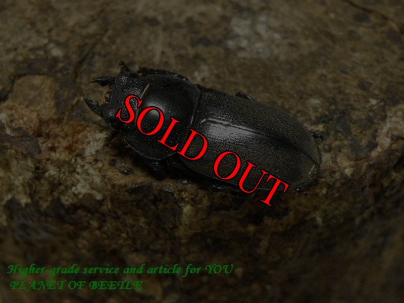 お届けする♀実物です。