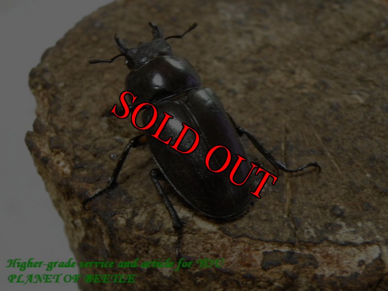 お届けする♀実物です。