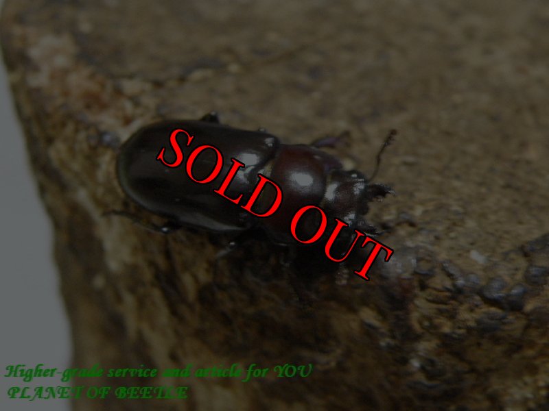 お届けする♀実物です。