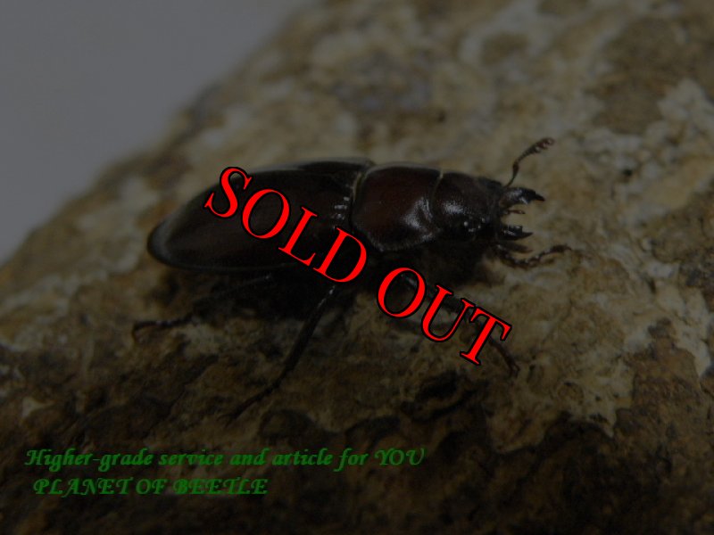 お届けする♀実物です。