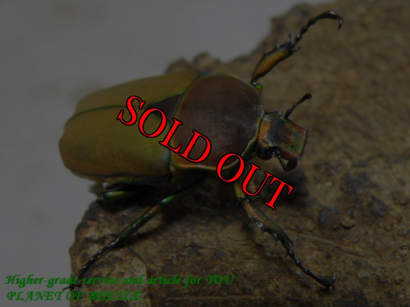 お届けする♀実物です。