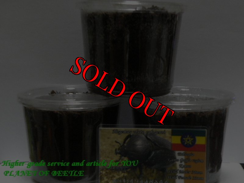 画像はイメージです。