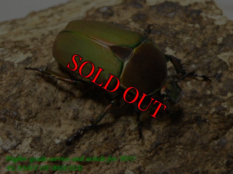 お届けする♀実物です。