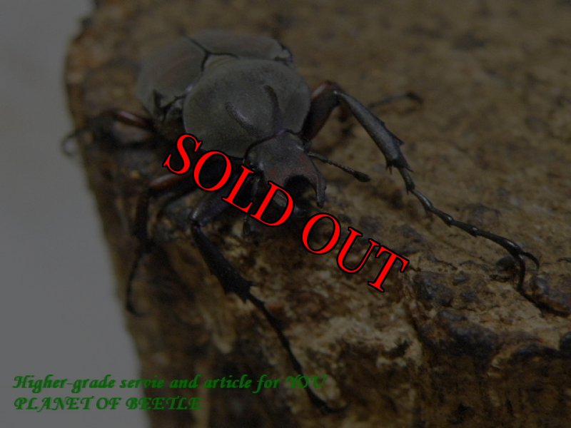 お届けする♂実物です。