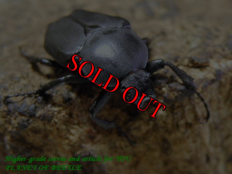 お届けする♀実物です。