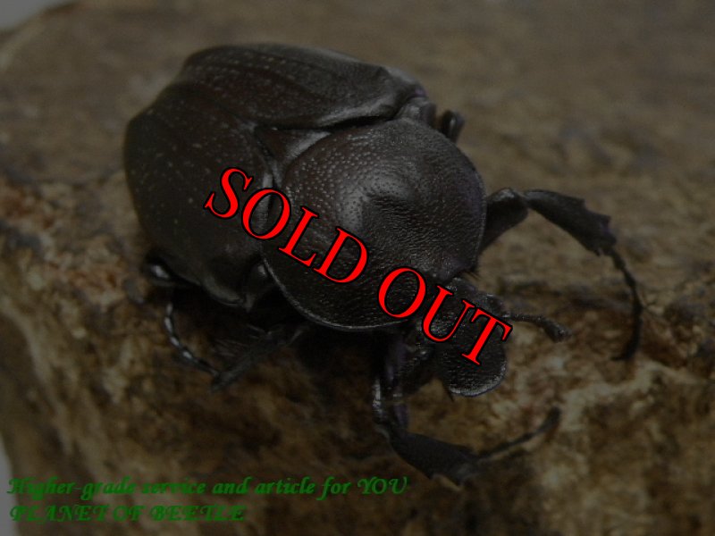 お届けする♀実物です。