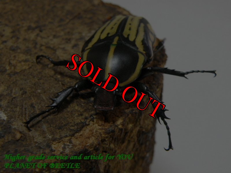 お届けする♀実物です。