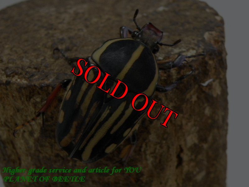 お届けする♀実物です。