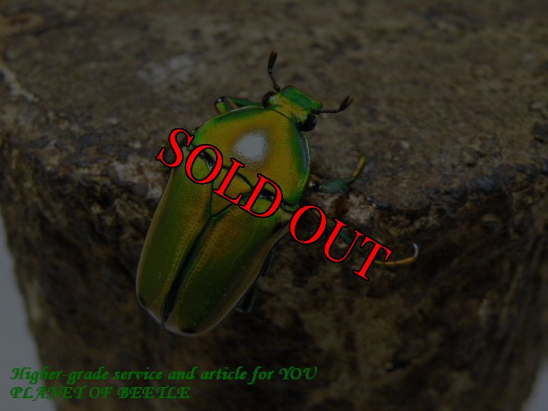 お届けする3の♀実物です