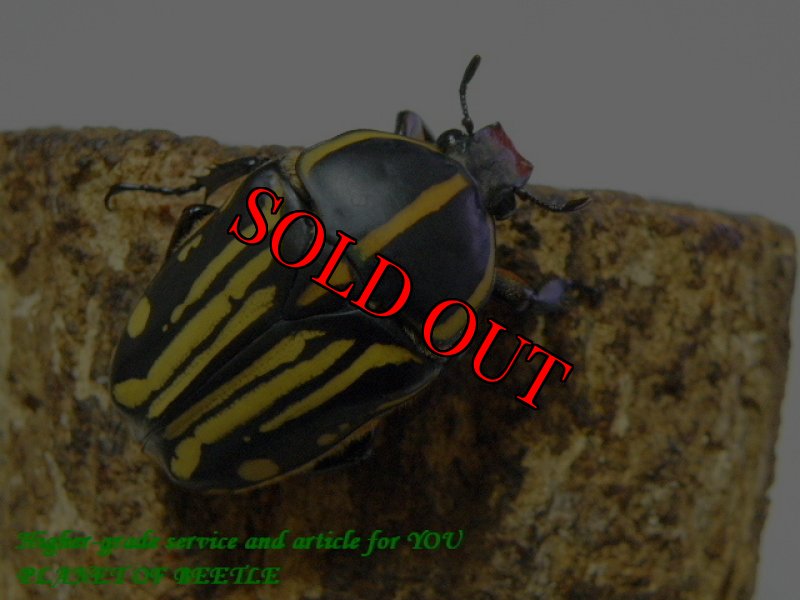 お届けする♀実物です。