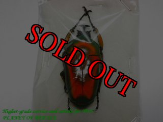 コンゴDR南部産 ポギーオオツノカナブン 褐色 81mm コンゴDR南部産 ポギーオオツノカナブン 褐色 81mm