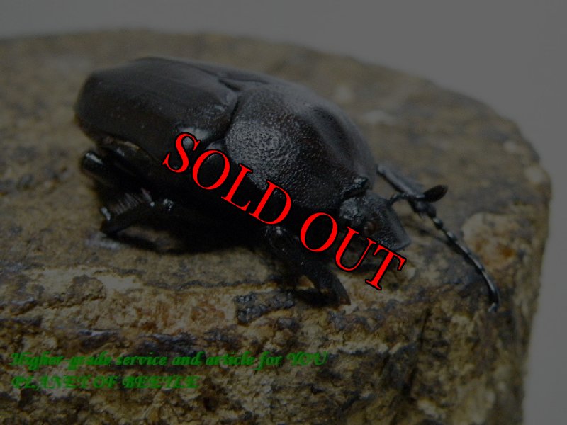 お届けする♀実物です。