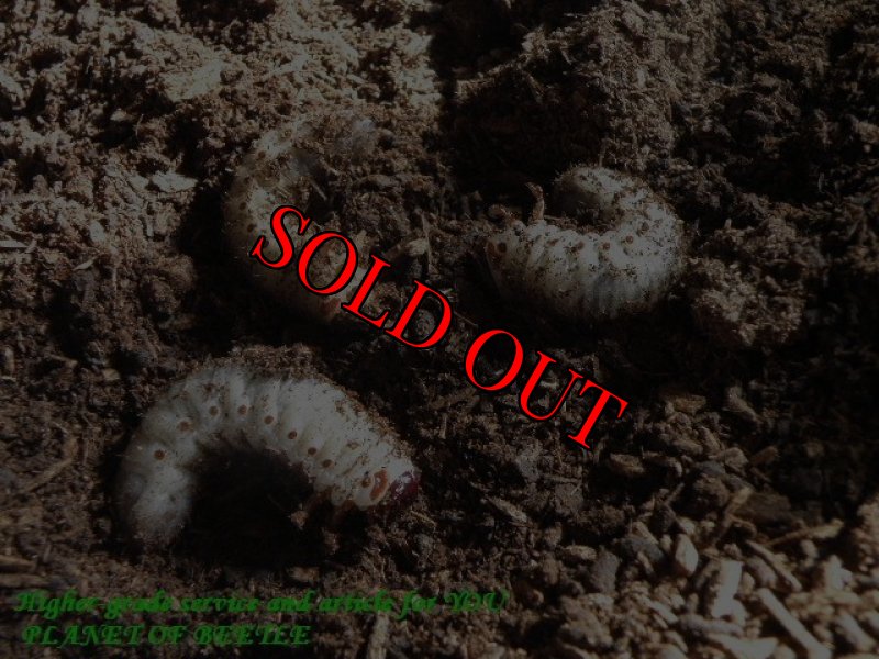 お届けする2齢幼虫参考画像です。