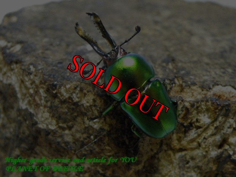 お届けする♂実物です。