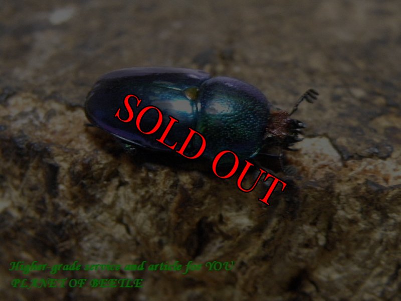 お届けする♀実物です。