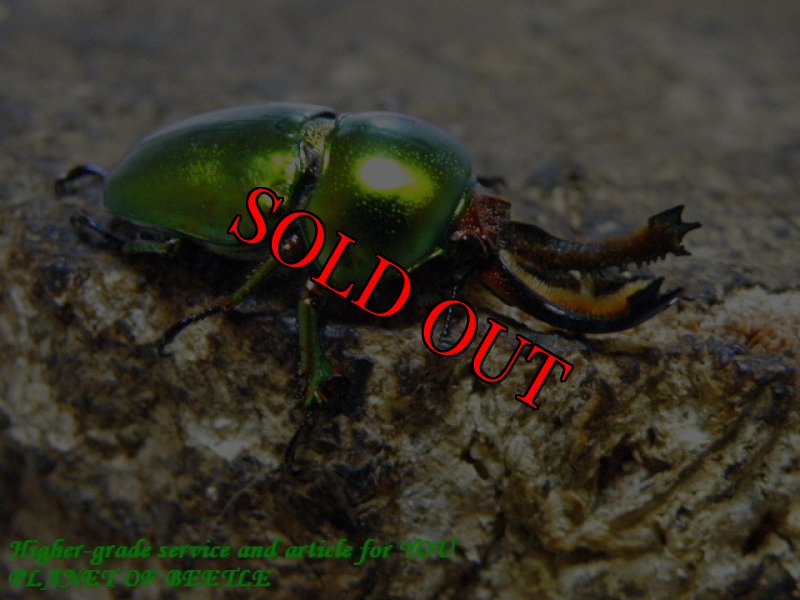 お届けする♂実物です。