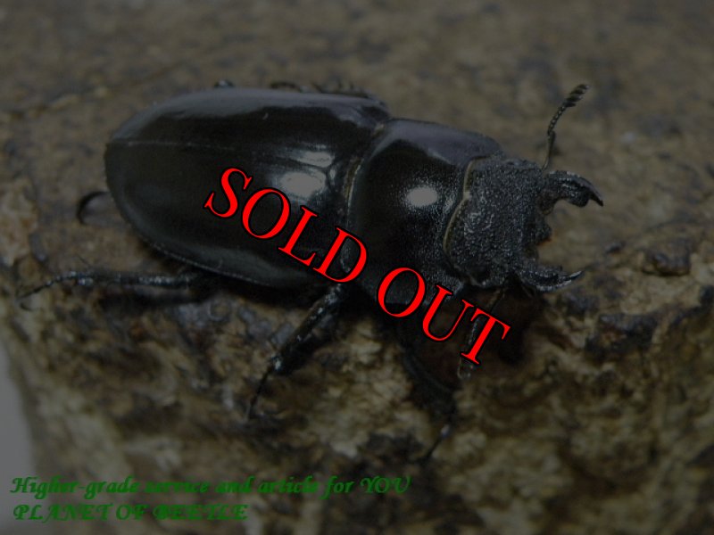 お届けする♀実物です。