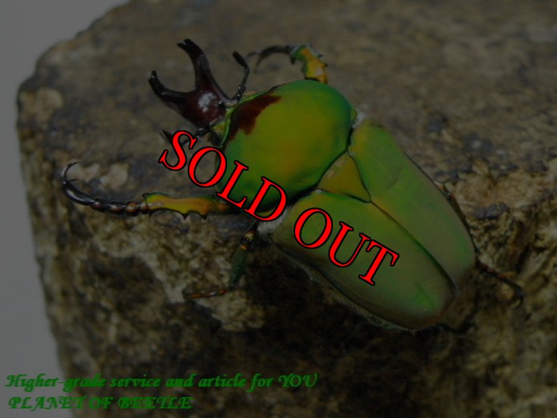 お届けする♂実物です。