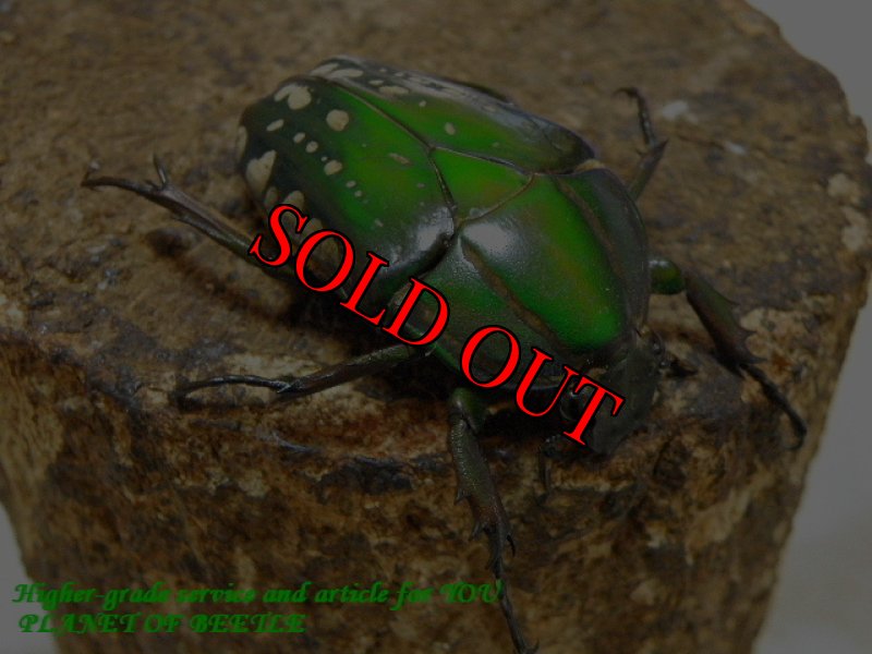 お届けする♀実物です。