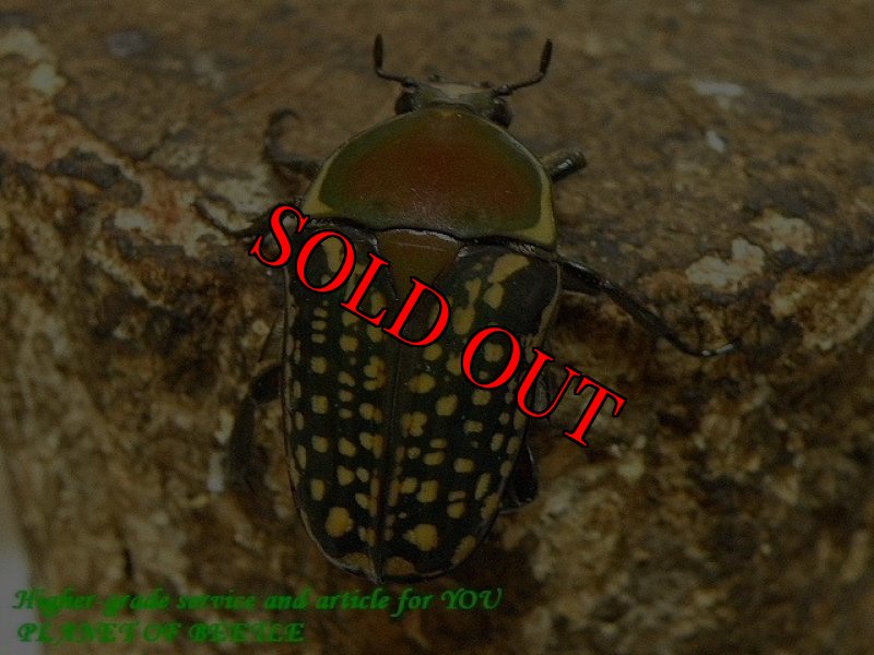 お届けする♀実物です。