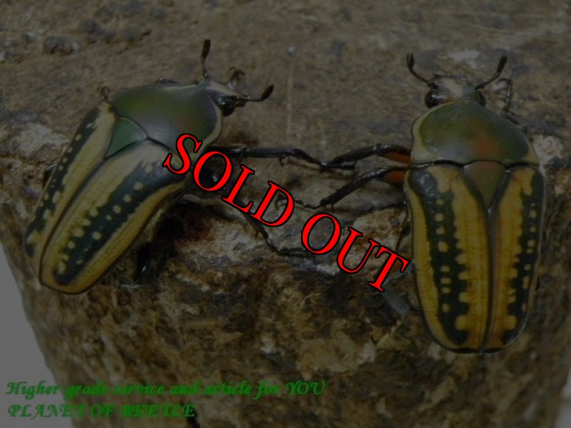 お届けする♀2頭実物です。