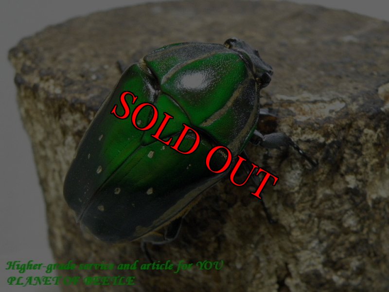 お届けする♀実物です。