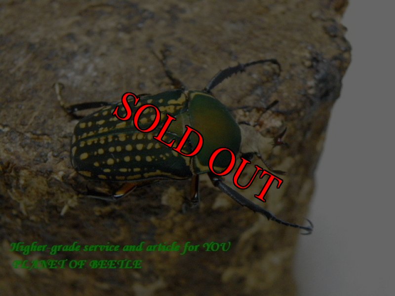 お届けする♂32mm実物です。