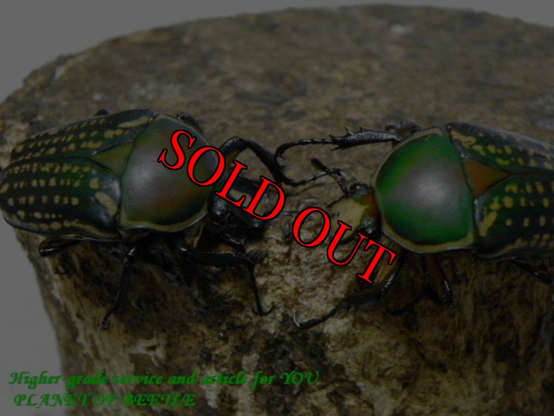 お届けする♀2頭実物です。