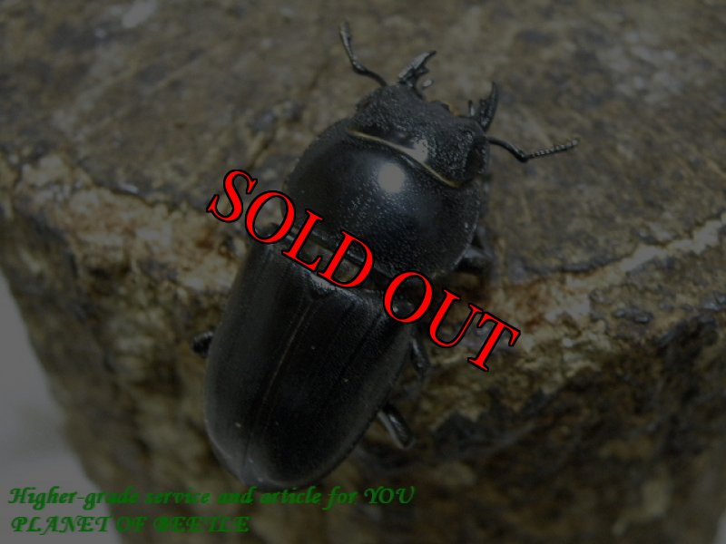 お届けする♀実物です。