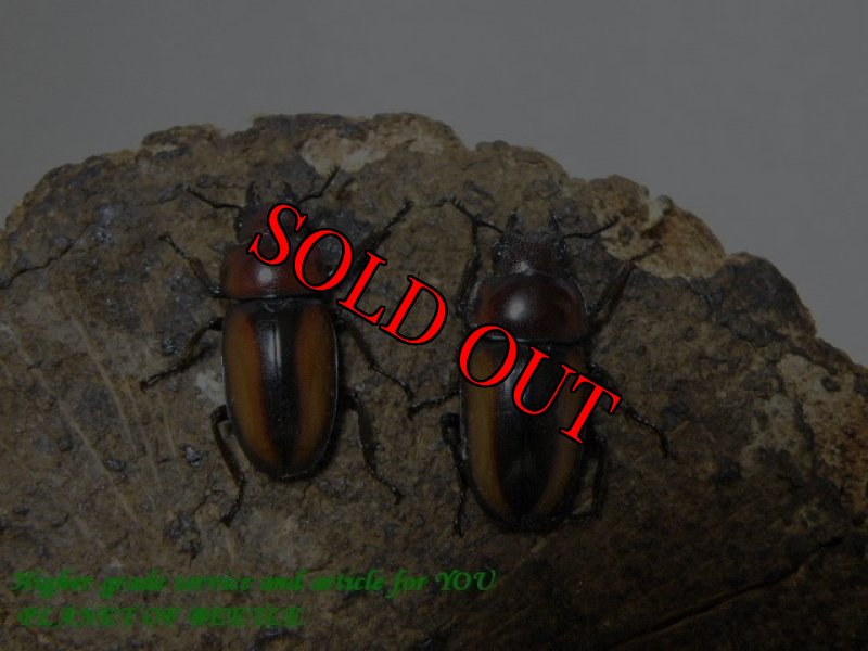 プラネットとの比較画像